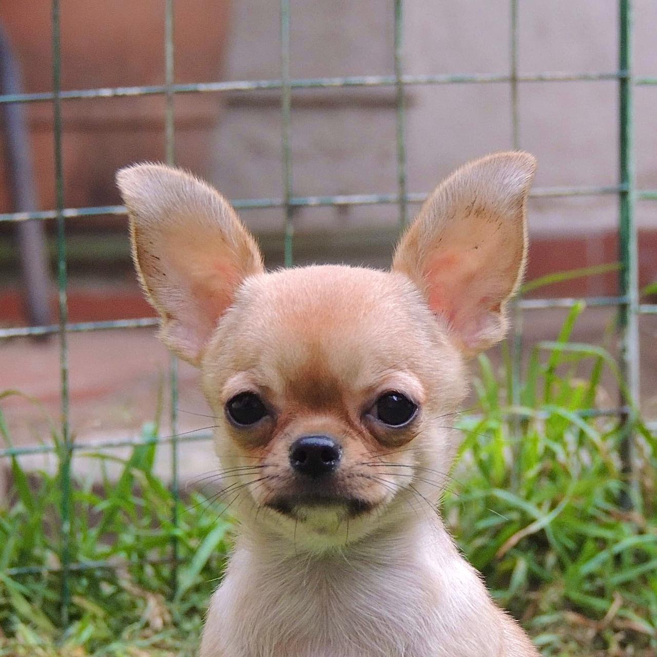 Chihuahueño 12